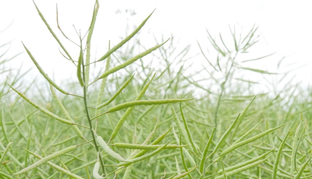 Winter oilseed rape has elongated green pods